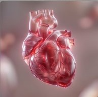Heart