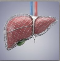 Liver
